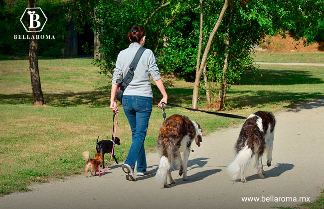 Persona cuidando perros