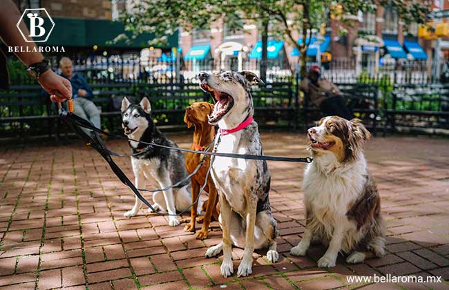 Cuidado para mascotas