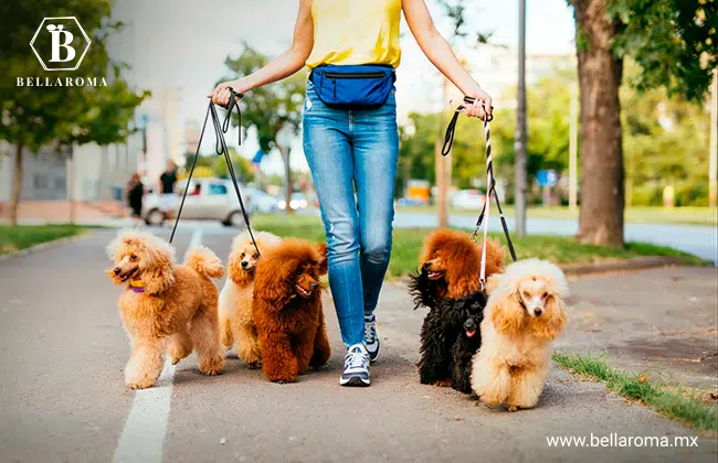 Servicio de paseo y cuidado de mascotas