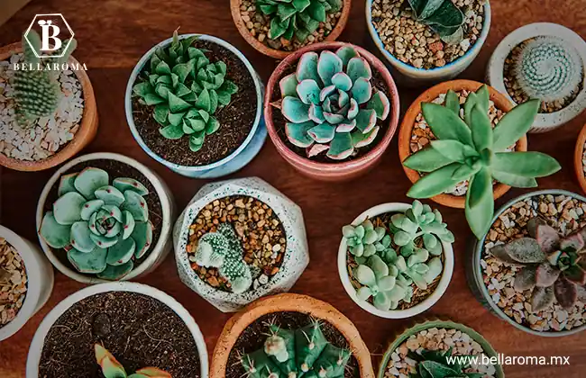 Que vender en el trabajo: Plantas pequeñas, cactus y suculentas en macetas de diferentes formas y colores sobre una base de madera.